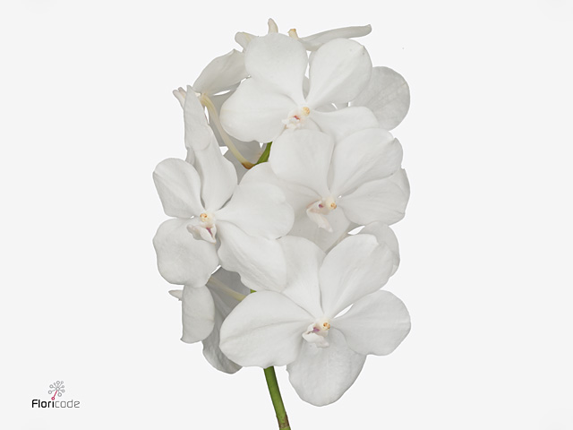 White Vanda Orchid