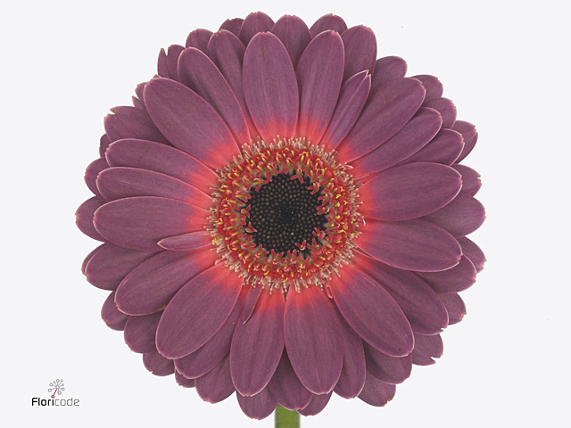 Purple Gerbera