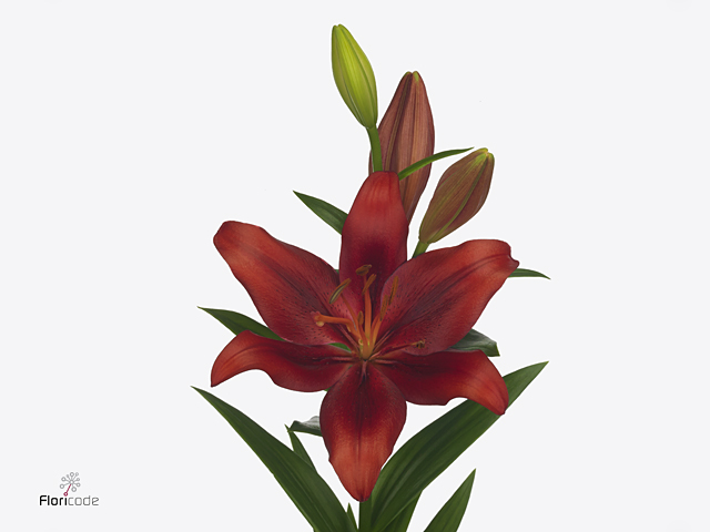Red Lily