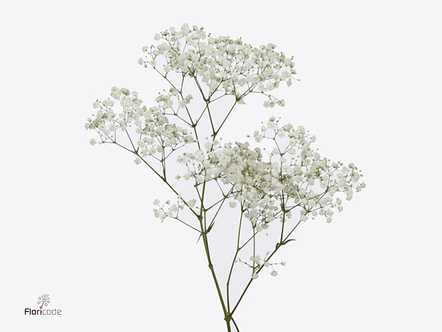 White Gypsophila