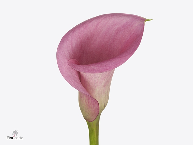 Pink Calla Lilies