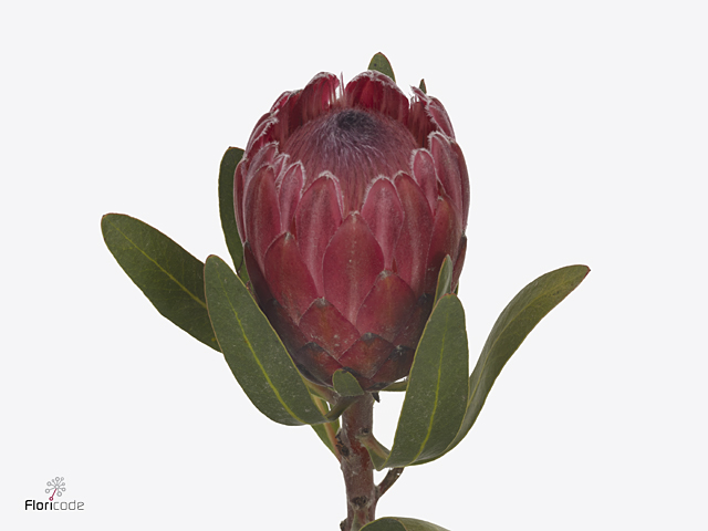 Brown Protea