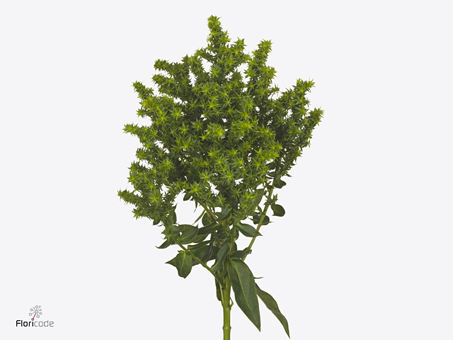 Green Phlox