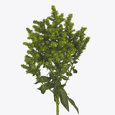 Green Phlox