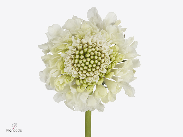 White Scabiosa