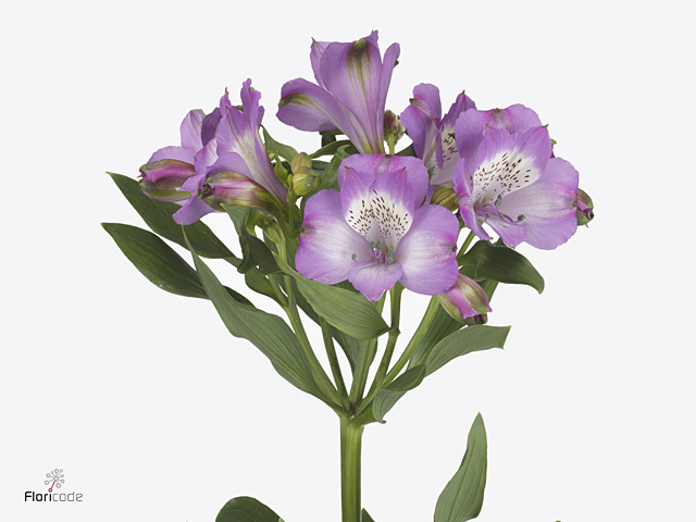 Purple Alstroemeria