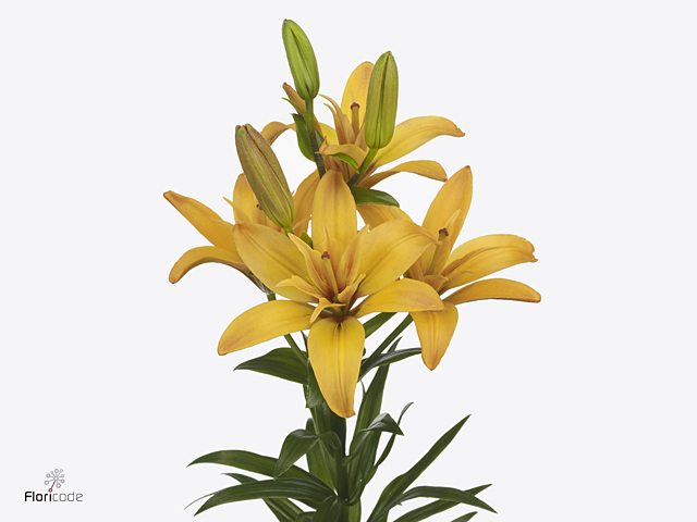 Yellow Lily