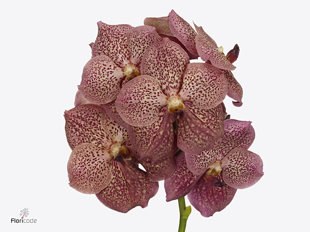 Pink Vanda Orchid