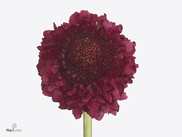 Purple Scabiosa