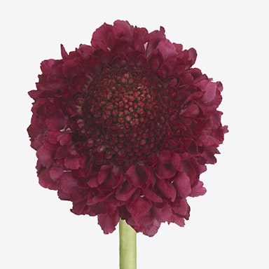 Purple Scabiosa