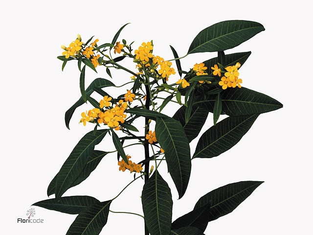 Yellow Euphorbia