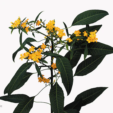Yellow Euphorbia