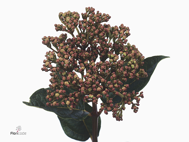 Viburnum