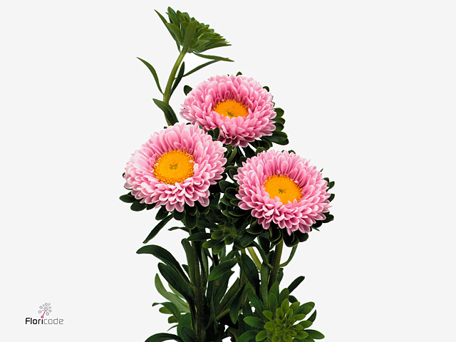 Pink China aster