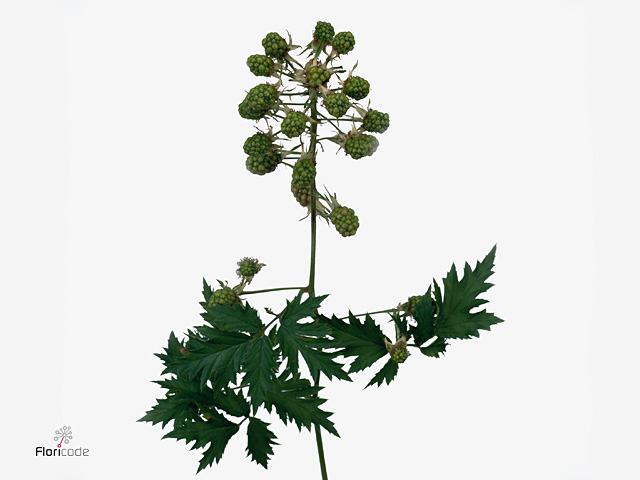 Bramble