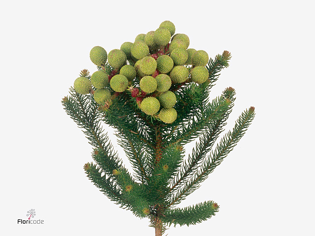 Green Berzelia