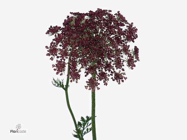 Purple Wild carrot