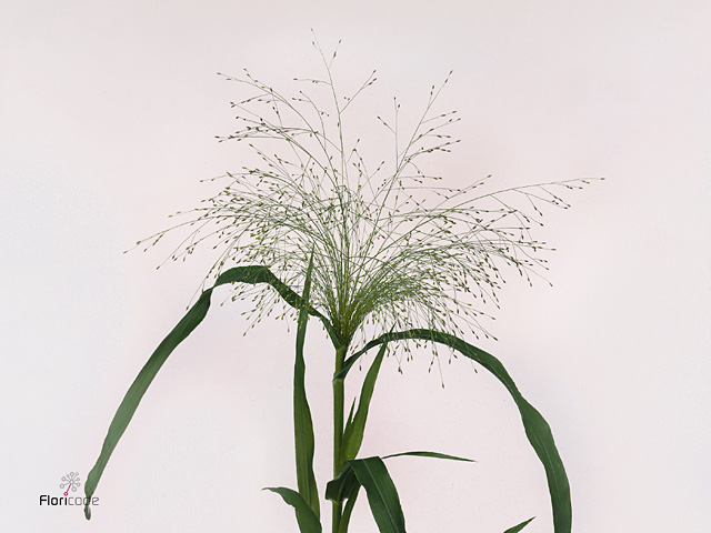 Panicgrass