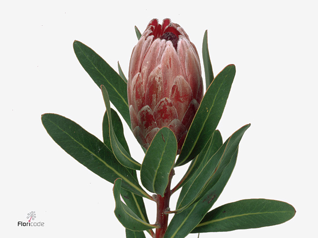 Pink Protea
