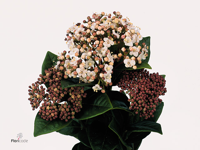 White Viburnum