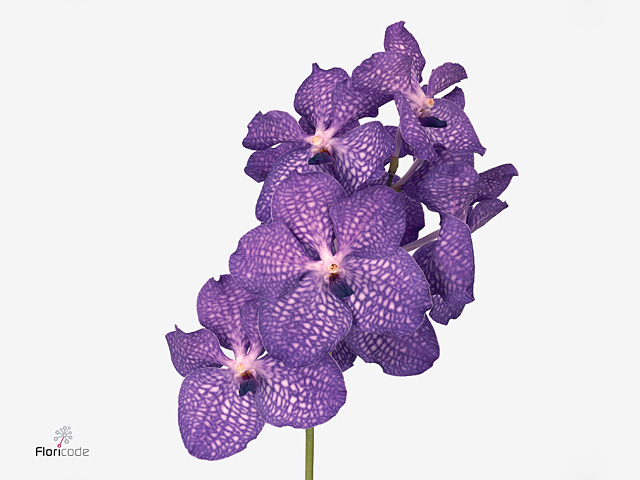 Purple Vanda Orchid