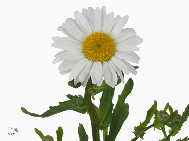White Bull daisy
