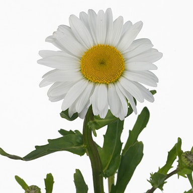 White Bull daisy