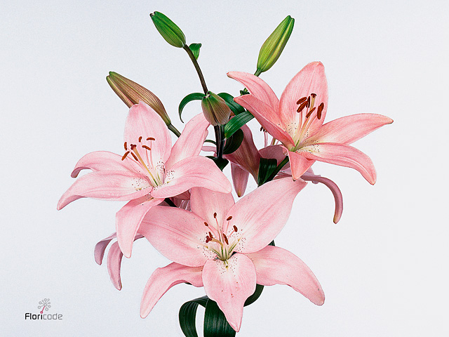 Brown Lily