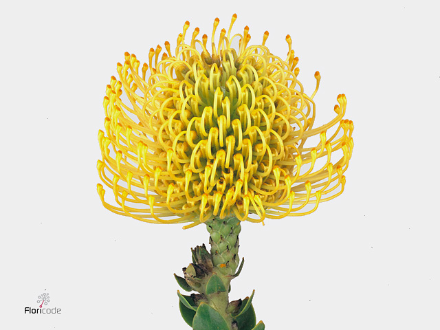Yellow Pincushion
