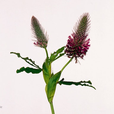 Purple Trifolium