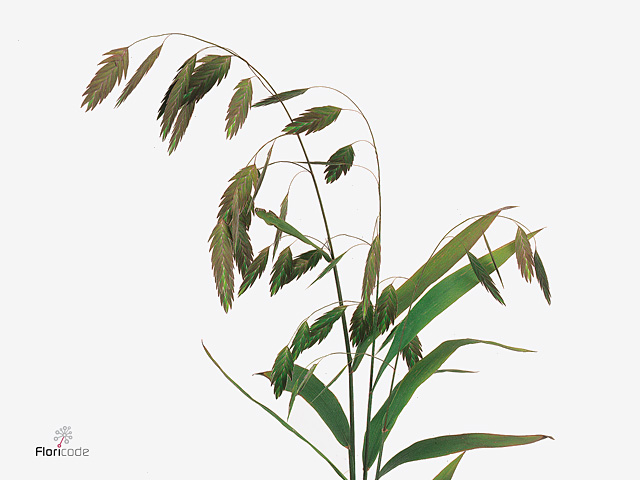 Northern sea oats
