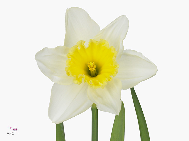 Yellow Narcissus