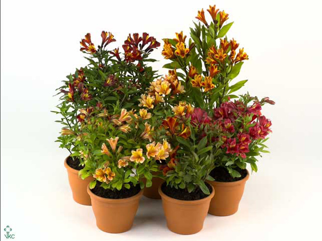 Alstroemeria