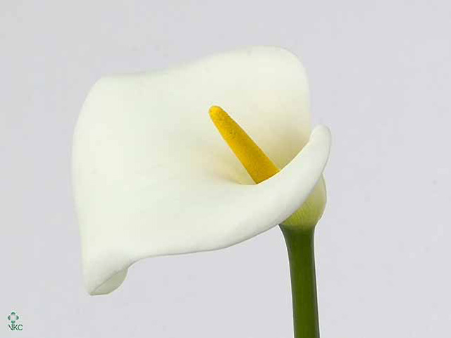 White Calla Lilies