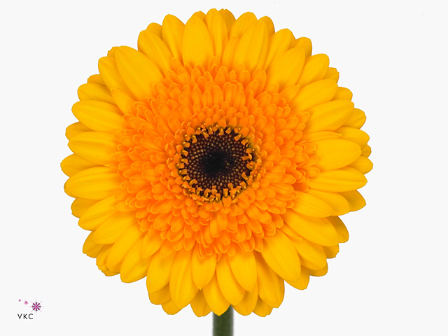 Yellow Gerbera
