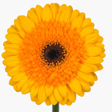 Yellow Gerbera