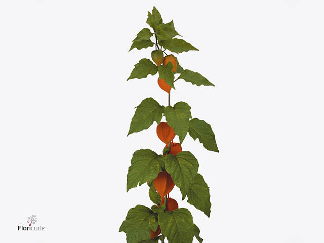 Orange Physalis