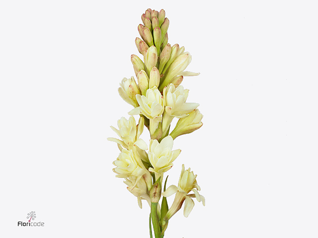 White Tuberose