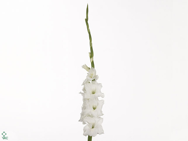 White Gladiolus