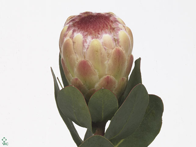 Green Protea