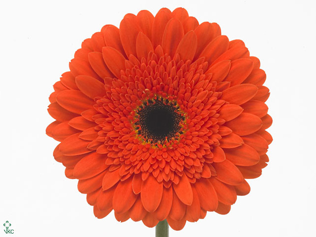 Orange Gerbera