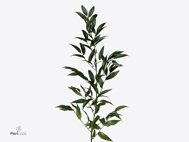 Ruscus