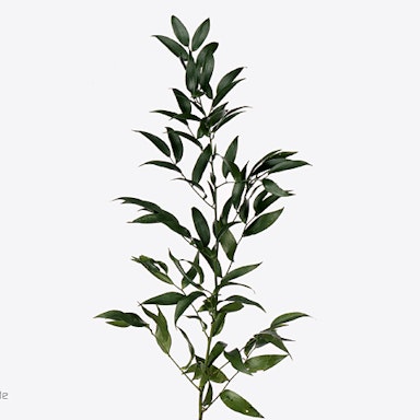 Ruscus