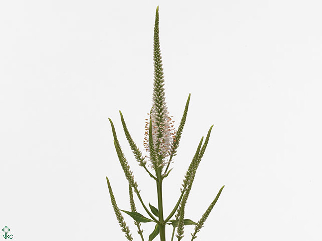 White Veronicastrum