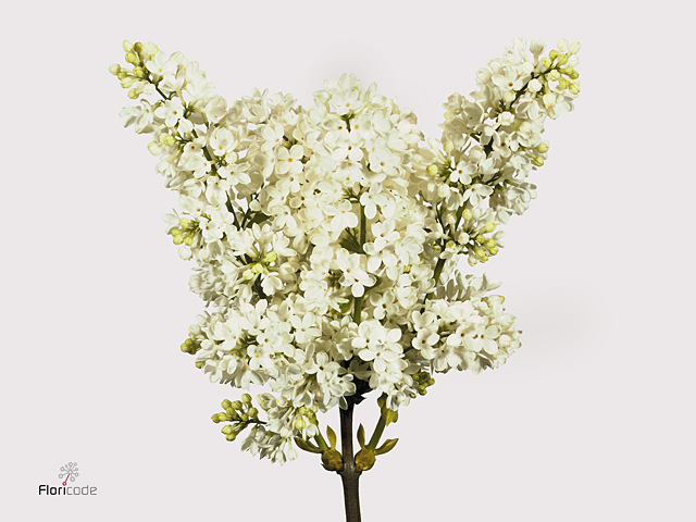 White Lilac