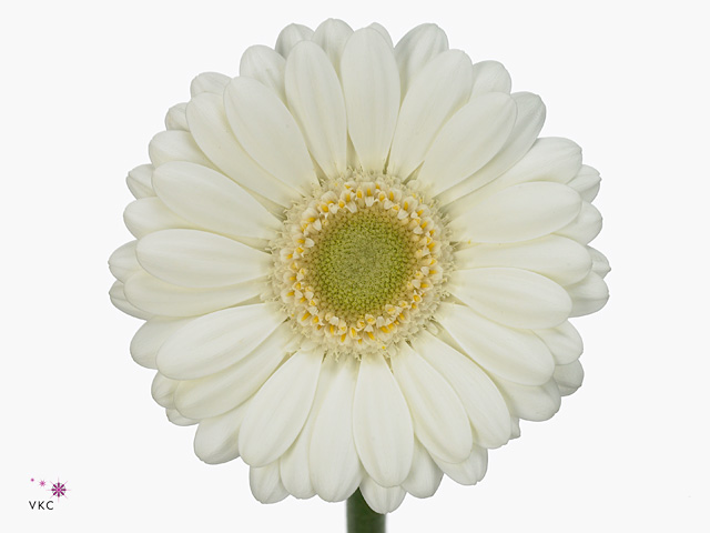 White Gerbera