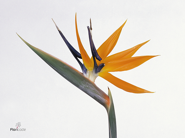 Orange Bird of paradise