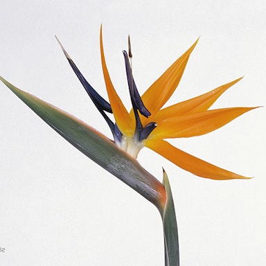 Orange Bird of paradise