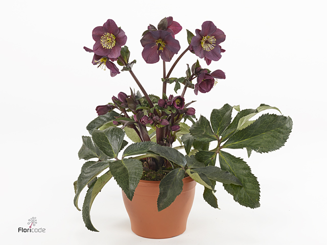 Brown Hellebore