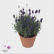 Purple Lavandula